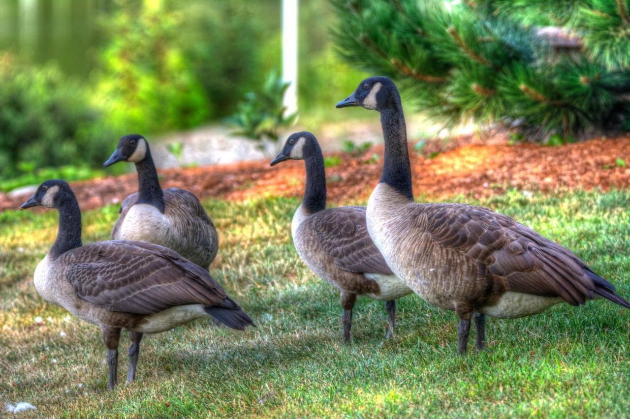 Alamoosook Lakeside Inn Orland מראה חיצוני תמונה